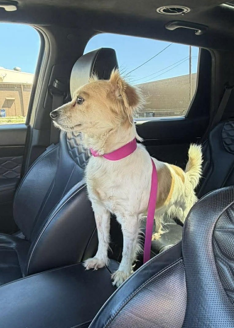 GRACIE ~ ADOPTION PENDING!! - Papillon available for adoption