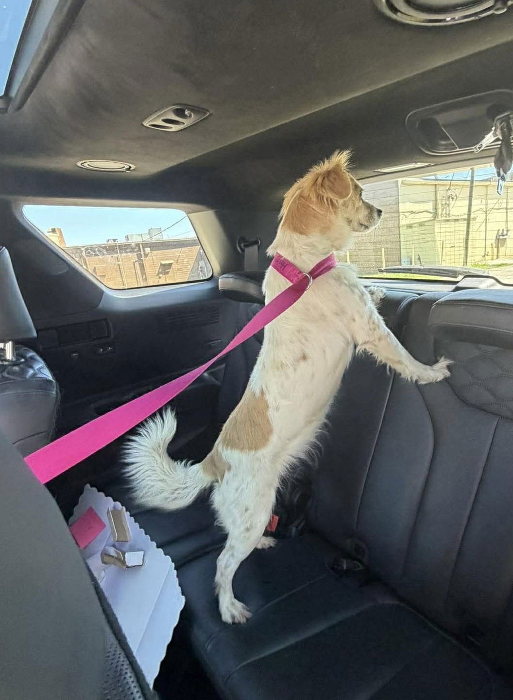 Gracie ~ Adoption Pending!! - Photo 3