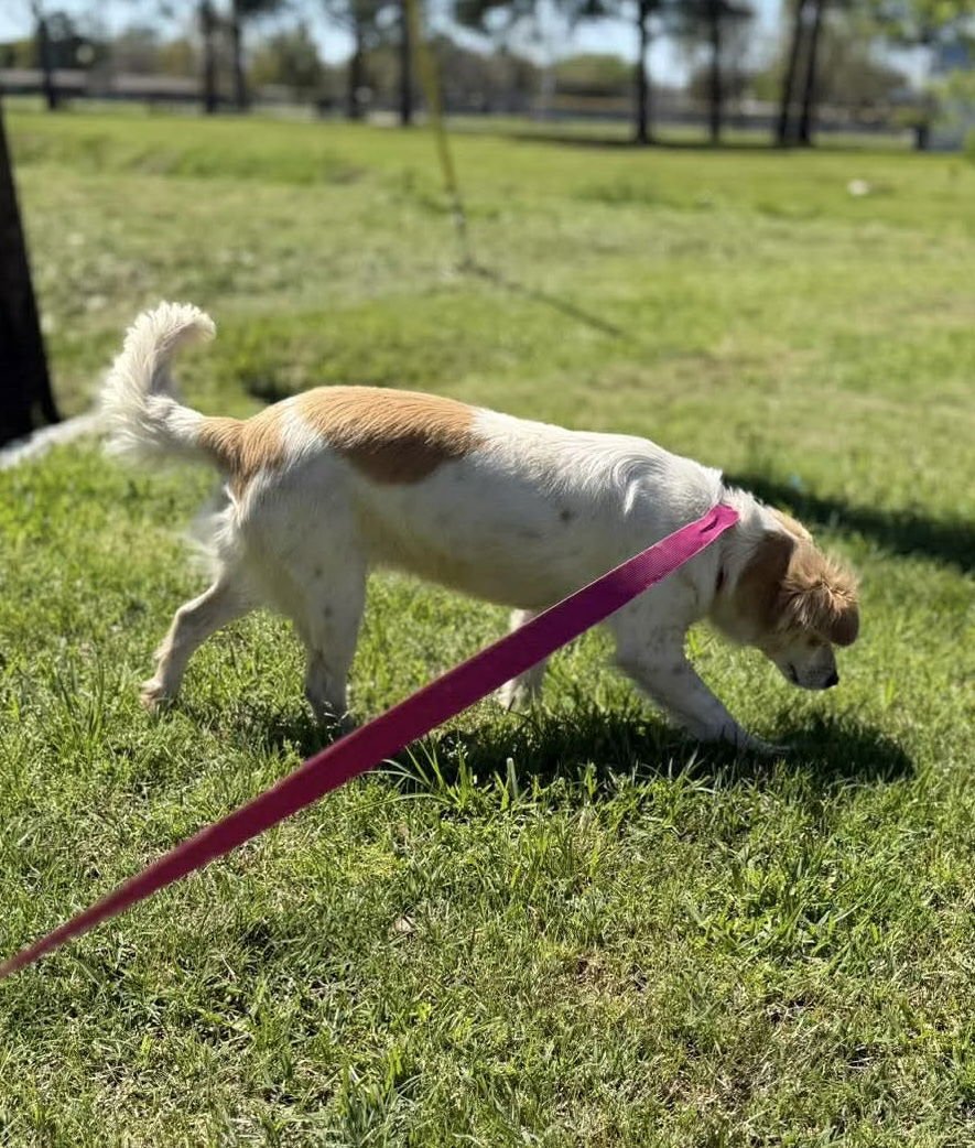 Gracie ~ Adoption Pending!! - Photo 4