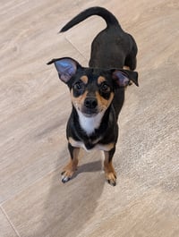Cal- tiny but mighty - Photo 1