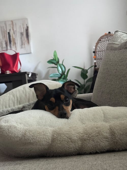CAL- NO MORE APPLICATIONS PLEASE - Miniature Pinscher available for adoption