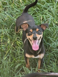Cal- tiny but mighty - Photo 2