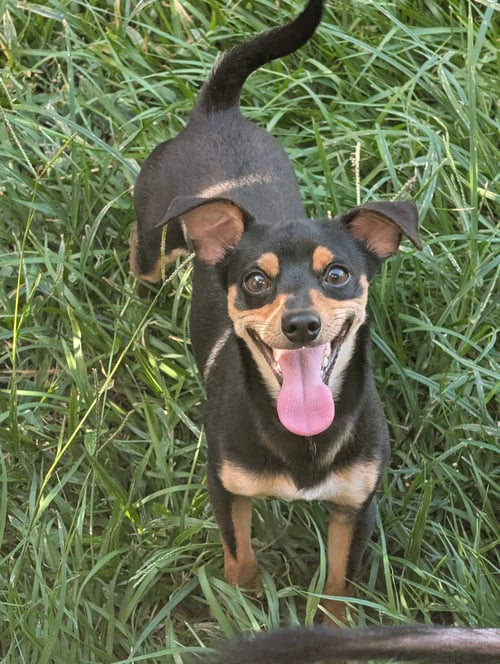 CAL- TINY BUT MIGHTY - Miniature Pinscher available for adoption