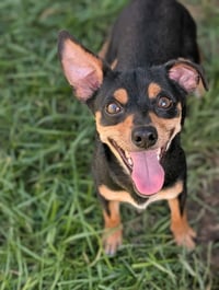 Cal- tiny but mighty - Photo 3