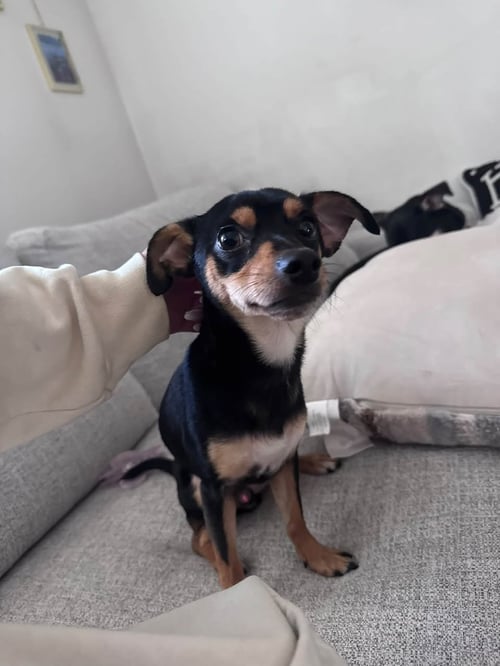 CAL- NO MORE APPLICATIONS PLEASE - Miniature Pinscher available for adoption