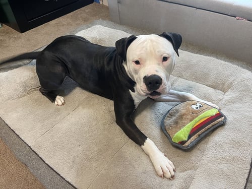 MILO- GOOFY PUP! - American Staffordshire Terrier available for adoption