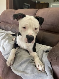 Milo- goofy pup! - Photo 2