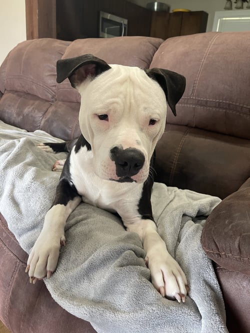 MILO- GOOFY PUP! - American Staffordshire Terrier available for adoption