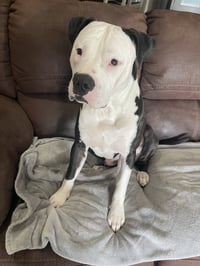 Milo- goofy pup! - Photo 3