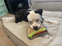 Milo- goofy pup! - Photo 4