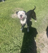 Milo- goofy pup! - Photo 5