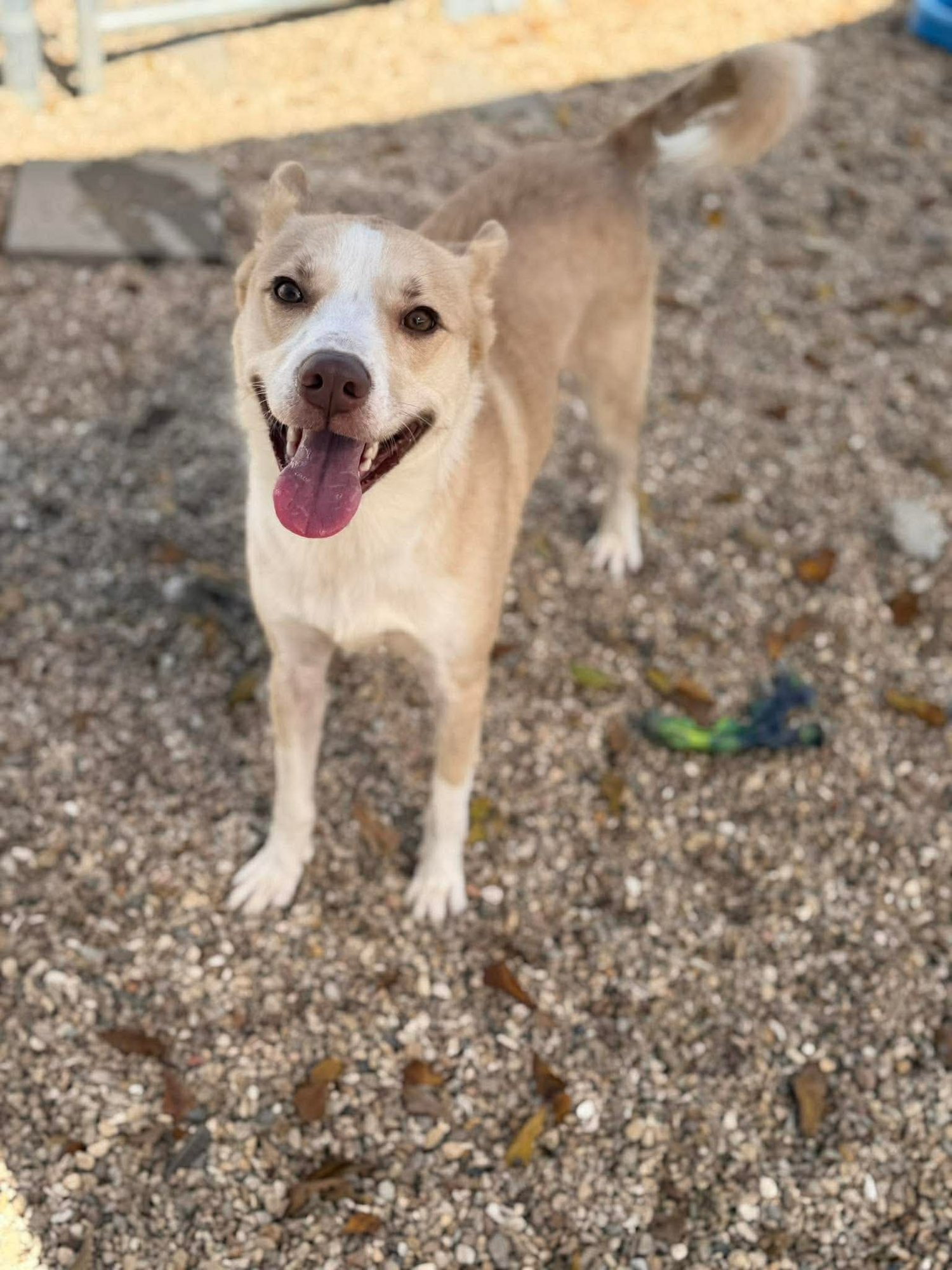 LEAH-SWEET GIRL WHO DESERVES BETTER - Australian Kelpie / Border Collie available for adoption
