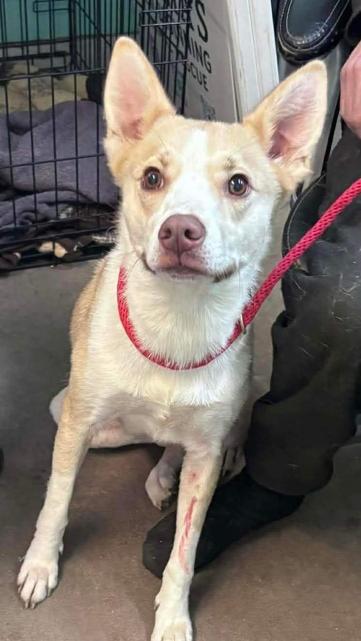 LEAH-SWEET GIRL WHO DESERVES BETTER - Australian Kelpie / Border Collie available for adoption