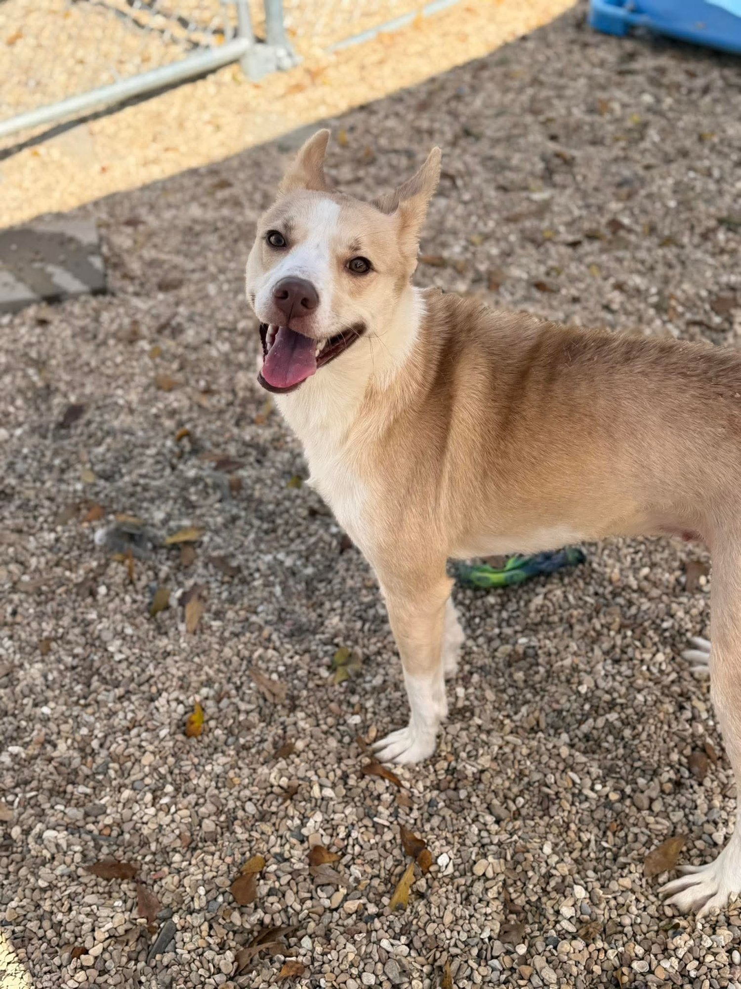 Leah-sweet girl who deserves better - Photo 3