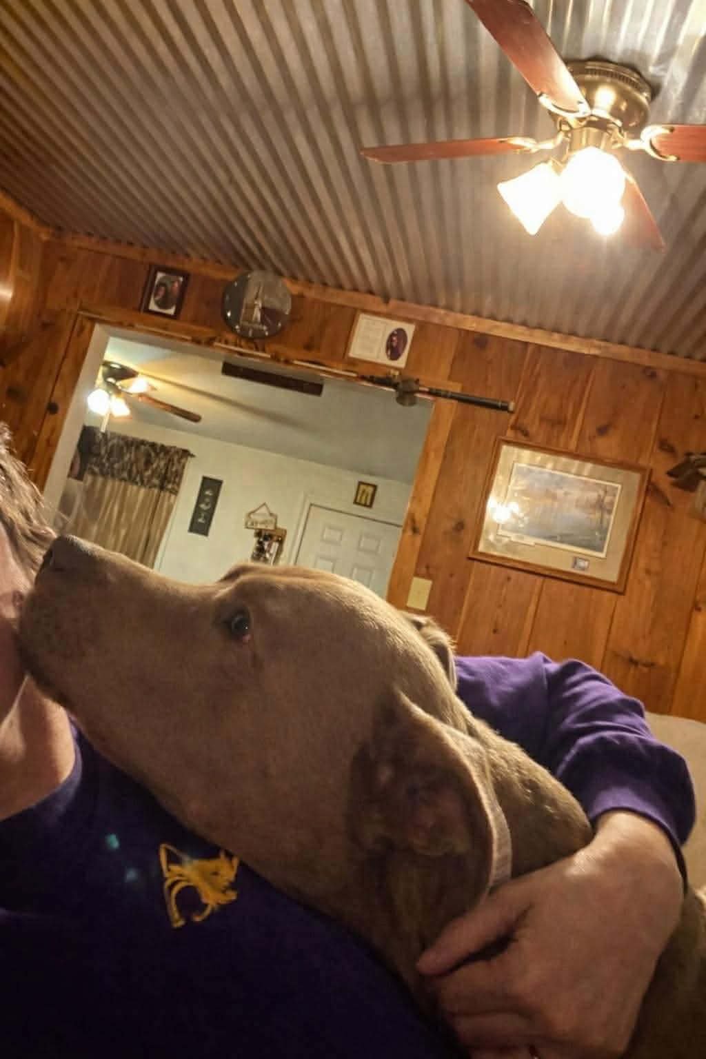 VELORA- PUPPY AT HEART - Staffordshire Bull Terrier available for adoption