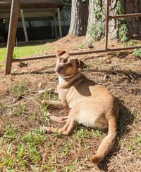 Mr. Brown - Photo 2