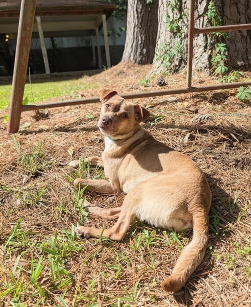 MR. BROWN - Rat Terrier / Chihuahua available for adoption