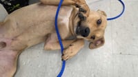 Duncan-handsome yellow lab mix - Photo 15