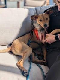 Duncan-handsome yellow lab mix - Photo 5
