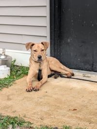 Duncan-handsome yellow lab mix - Photo 3