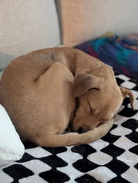 Duncan-handsome yellow lab mix - Photo 8