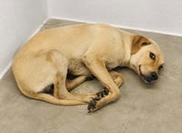 Duncan-handsome yellow lab mix - Photo 14