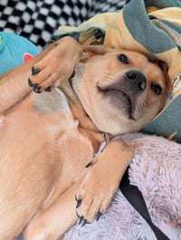 Duncan-handsome yellow lab mix - Photo 4