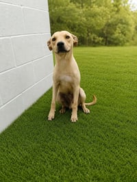 Duncan-handsome yellow lab mix - Photo 13