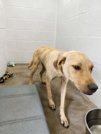 Duncan-handsome yellow lab mix - Photo 16