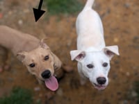 Duncan-handsome yellow lab mix - Photo 9