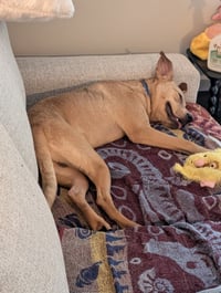 Duncan-handsome yellow lab mix - Photo 7