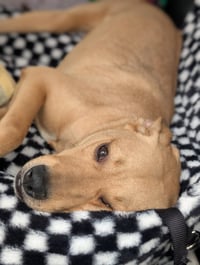 Duncan-handsome yellow lab mix - Photo 6