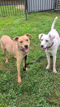 Duncan-handsome yellow lab mix - Photo 10