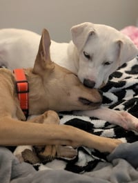 Duncan-handsome yellow lab mix - Photo 12