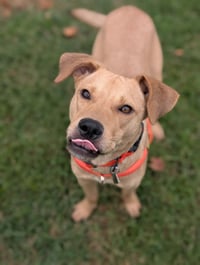 Duncan-handsome yellow lab mix - Photo 1