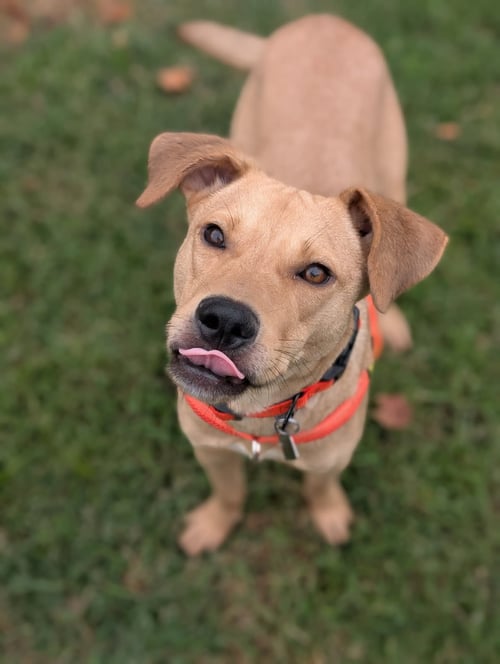 DUNCAN-HANDSOME YELLOW LAB MIX - Labrador Retriever available for adoption