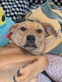 Duncan-handsome yellow lab mix - Photo 2