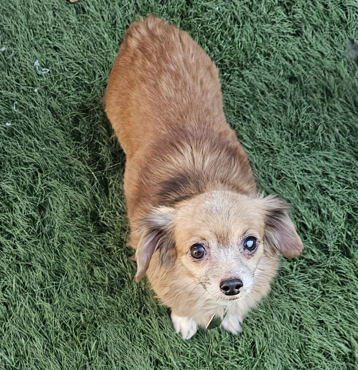 SADIE - Chihuahua / Dachshund available for adoption