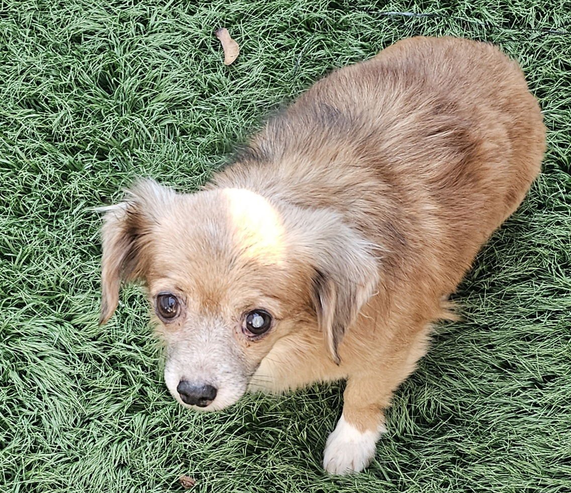 SADIE - Chihuahua / Dachshund available for adoption