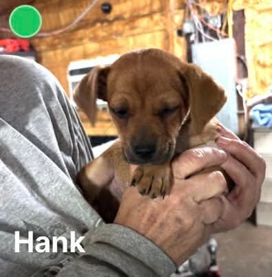 Hank- the little hunk Image