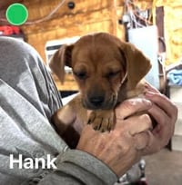 Hank- the little hunk - Photo 1