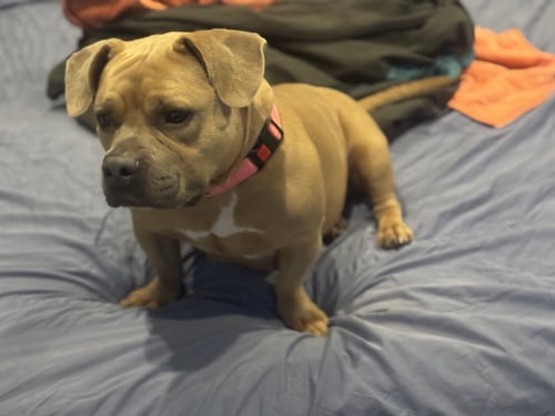 MACI- LOW RIDER LOVE - American Pit Bull Terrier available for adoption