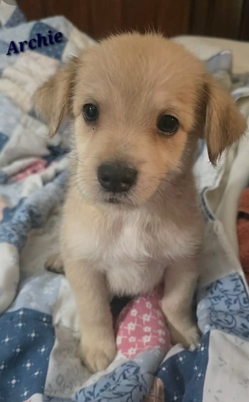 ARCHIE- THE A LITTER - Cairn Terrier available for adoption