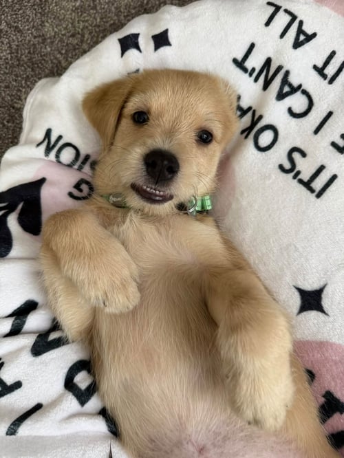 ARCHIE- THE A LITTER - Cairn Terrier available for adoption
