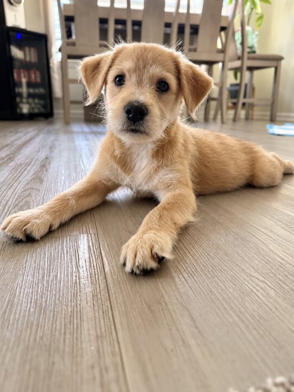 Archie NO MORE APPLICATIONS PLEASE! Image