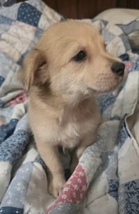 Archie- the A litter - Photo 2
