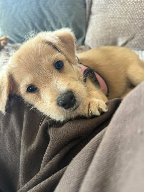 ARCHIE- THE A LITTER - Cairn Terrier available for adoption