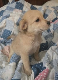 Archie- the A litter - Photo 3