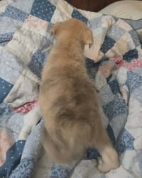 Archie- the A litter - Photo 4
