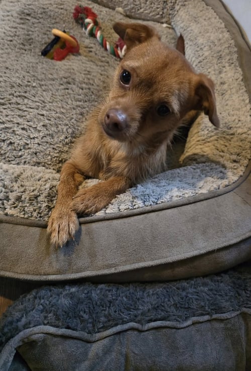 DOZZER - Chihuahua / Yorkshire Terrier Yorkie available for adoption